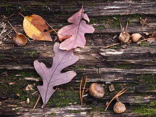 leaves and acorns on wood