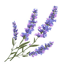 Obraz premium Artistic sprigs of lavender create a calming, aromatic, and natural design element for your projects, perfect for wellness brands, home decor, and floral-themed designs