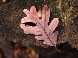 close-up of oak leaf and acorn on tree stump