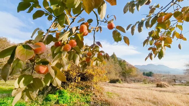 小春日和の里山の柿畑で収穫を待つ柿