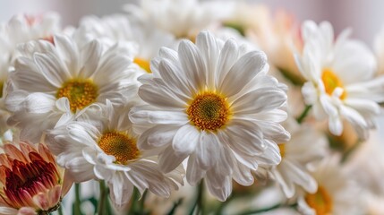 Close-up of white daisies with yellow centers, softly blurred background