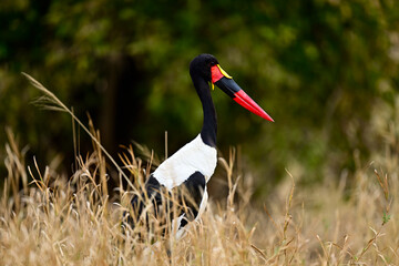 A Saddle-Billed Storks in the bush searching for food