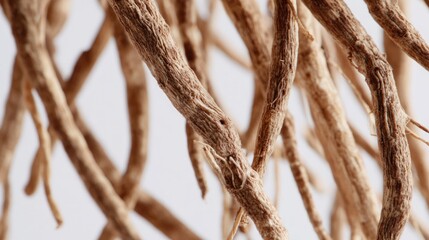 Close-up of interwoven, dry, tan-colored plant roots against a white background