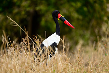 A Saddle-Billed Storks in the bush searching for food