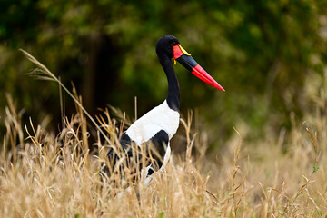 A Saddle-Billed Storks in the bush searching for food