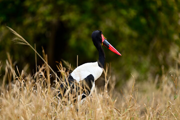 A Saddle-Billed Storks in the bush searching for food