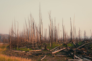 Barren landscape after the devastation of a forest fire, leaving bare trees.