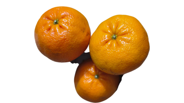 Three bright orange citrus fruits isolated on a dark background
