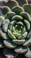 Close up of a Vibrant Green Succulent Plant with Frosted Purple tipped Leaves