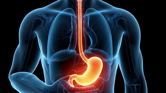 Stomach and esophagus in vibrant motion with animated human anatomy for medical education and healthcare promotion