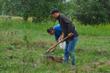 A male worker bends over digging sweet potato tubers with a hoe in Critical Irrigated Land, while his companion observes the plants in the water&acirc;&euro;&lsquo;deficient field.