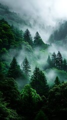 Lush Green Forest Mountain Landscape with Foggy Mist in Natural Setting
