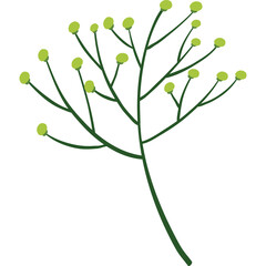 Delicate Green Seed Pod Plant Stem on Transparent Background Minimalist Botanical Illustration