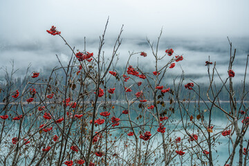 Rowan berries brighten a misty lake scene, branches reaching skyward.