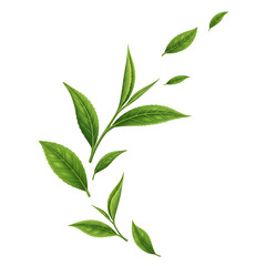 Fototapeta premium Fresh green tea leaves realistic vector illustration isolated on white background for beverage or cosmetic designs