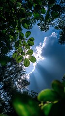 Sunlight Streaming Through Green Foliage on Bright Day in Nature