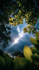 Sunshine Through Green Tree Leaves Bright Natural Sky Scene