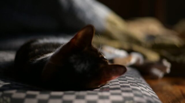 こたつのある部屋でしっぽを振りながら寝返りを打つキジ猫