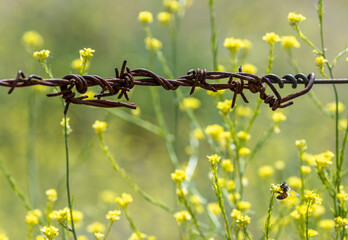 old rusty barbed wire fence and bee