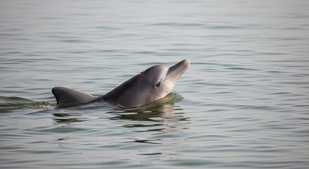 Fototapeta premium A Dolphin Surfaces Gracefully in Calm Water.