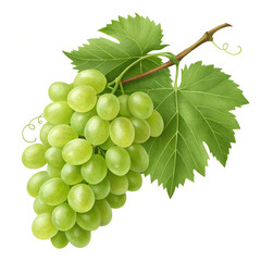 Green Grape Cluster with Leaf on white background