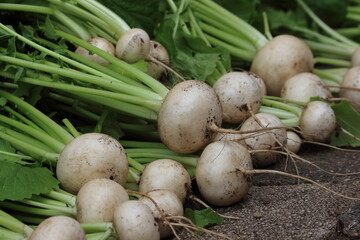 瑞々しい緑の葉と土が付いた新鮮なカブを収穫