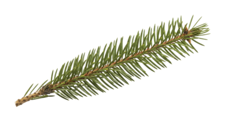 Fresh green spruce tree branch with needles on a transparent background PNG image for Christmas holiday design