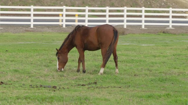 A horse grazes alone in a fenced Modesto pasture, the soft colors of the landscape and gentle movement of the animal forming a quiet countryside scene.