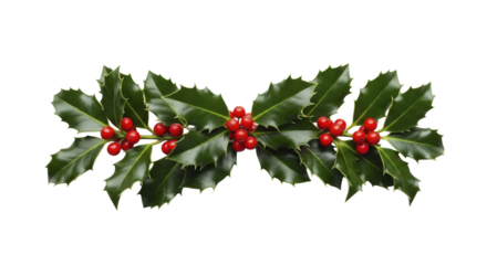 Christmas holly leaves and red berries isolated on a transparent background PNG image file