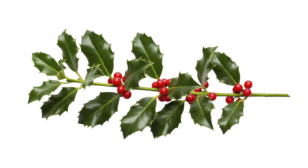Christmas Holly Branch with Green Leaves and Red Berries on a Transparent Background PNG image PNG file