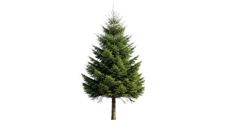 Christmas tree on a transparent background, PNG image. Festive evergreen spruce, isolated PNG file.
