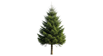 Christmas tree on a transparent background, PNG image. Festive evergreen spruce, isolated PNG file.