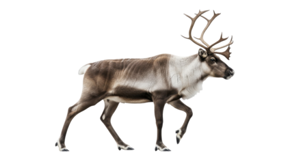 Reindeer walking with large antlers on a transparent background, PNG image, PNG file