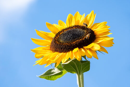 Honeybee pollinating a big cheerful yellow sunflower blooming on a sunny summer day against a blue sky, as a nature background
 - Powered by Adobe
