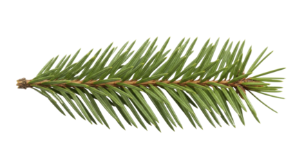 Natural green fir tree twig for holiday winter celebration on transparent background, PNG image