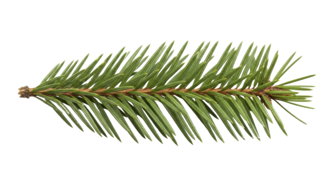 Natural green fir tree twig for holiday winter celebration on transparent background, PNG image