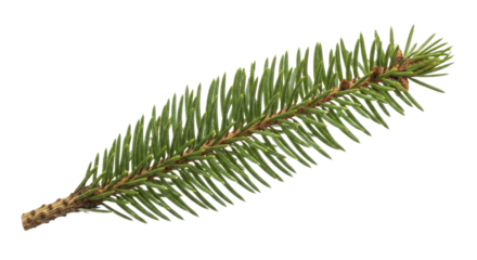 Fresh green spruce fir branch with evergreen needles, on a transparent background, PNG image, PNG file
