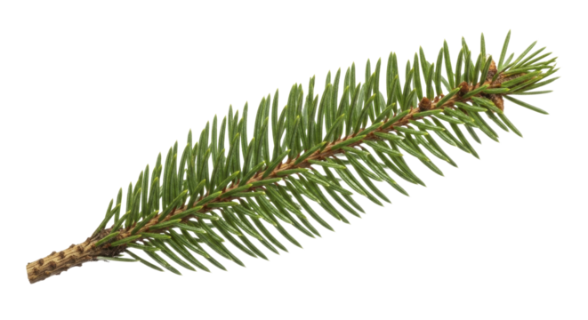 Fresh green spruce fir branch with evergreen needles, on a transparent background, PNG image, PNG file