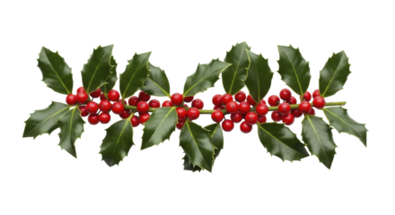 Christmas holly branch with red berries and green leaves on a transparent background PNG file
