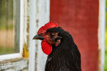 portrait of a rooster