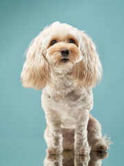 A Maltipoo sits in profile, showing off its fluffy curls. The soft lighting emphasizes the volume and texture of its coat.