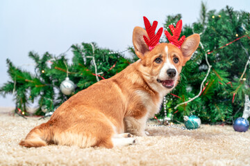 Adorable corgi with red antlers celebrating christmas near decorated tree