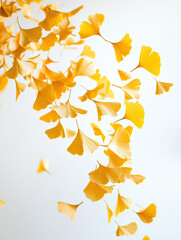 Yellow Ginkgo Leaves Descending in Air Captured with Bright Fall Colors on Transparent Background