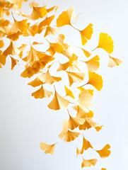 Yellow Ginkgo Leaves Descending in Air Captured with Bright Fall Colors on Transparent Background
