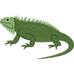 Green Iguana Reptile With Spikes On Its Back And Tail Standing Still Side View Studio Shot Isolated On White Background