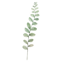 Delicate Light Green Leafy Branch With Small Oval Leaves Isolated On White Transparent Background Detailed Watercolor Illustration