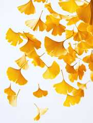 Yellow Ginkgo Leaves Descending in Air Captured with Bright Fall Colors on Transparent Background