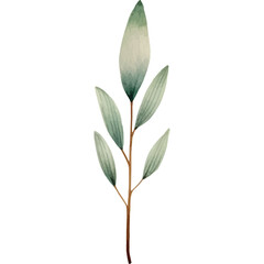 Delicate Watercolor Eucalyptus Branch with Soft Green Leaves and Brown Stem on a Transparent Background Evoking Nature and Growth