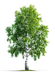Young Birch Tree with Smooth White Bark and Fresh Green Leaves on Transparent Background
