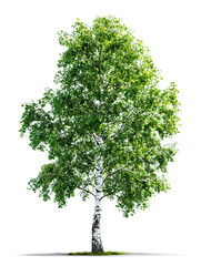 Young Birch Tree with Smooth White Bark and Fresh Green Leaves on Transparent Background